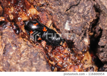 生物:昆蟲:七月,鍬蟲會吃灌木叢中鋸齒橡樹的汁液。兩對紅色標記很明顯 生物:昆蟲:七月,鍬蟲會吃灌木叢中鋸齒橡樹的汁液。兩對紅色標記很明顯 116800954