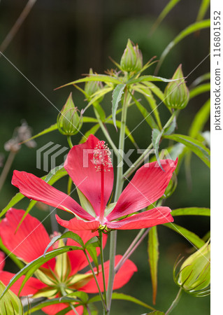 日本楓花01 日本楓花01 116801552