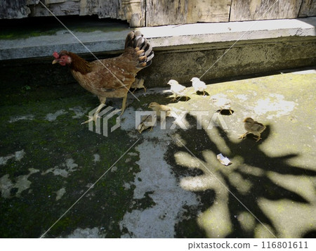 小雞走 116801611