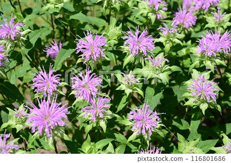 Yagurumahakka（唇形科）的多年生植物 116801686