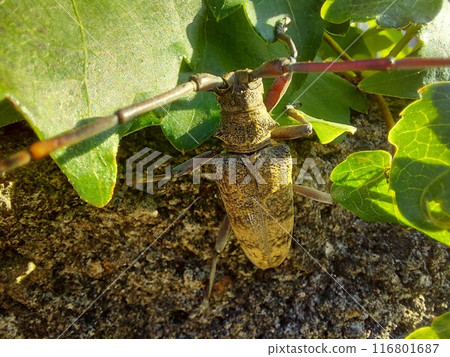 [姬彼長神切]@世田谷 2024 Summer 116801687