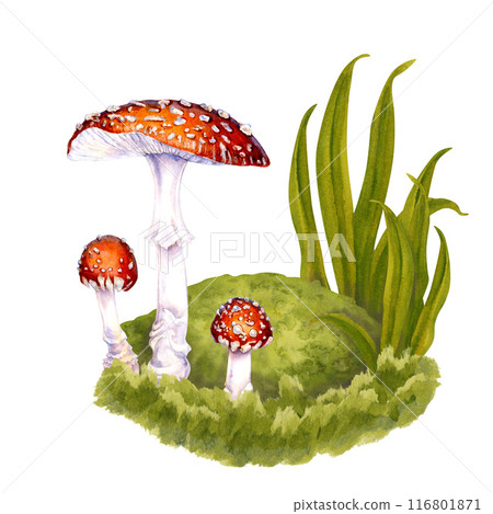 Three poisonous fly agarics drawn among the green grass on a lawn in the forest. Watercolor botanical illustration of fly agaric for food, drink, Halloween, magic, witch, medicine, harvest template 116801871