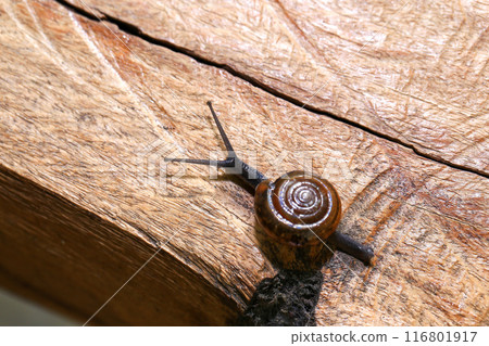 Snail crawling on the wooden floor. Close-up. Shallow depth of field. 116801917
