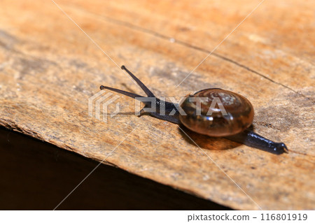 Snail crawling on the wooden floor. Close-up. Shallow depth of field. 116801919