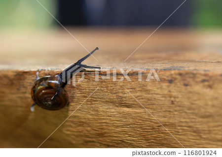 Snail crawling on the wooden floor. Close-up. Shallow depth of field. 116801924