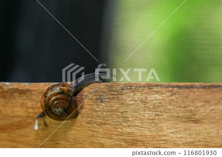Snail crawling on the wooden floor. Close-up. Shallow depth of field. 116801930