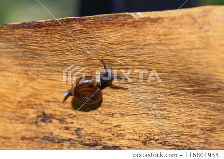 Snail crawling on the wooden floor. Close-up. Shallow depth of field. 116801933