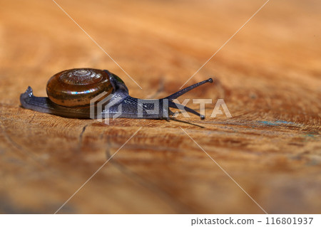Snail crawling on the wooden floor. Close-up. Shallow depth of field. 116801937