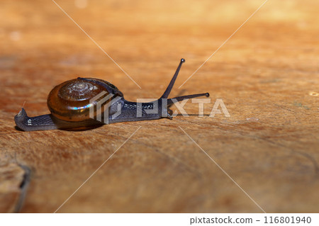 Snail crawling on the wooden floor. Close-up. Shallow depth of field. Snail crawling on the wooden floor. Close-up. Shallow depth of field. 116801940