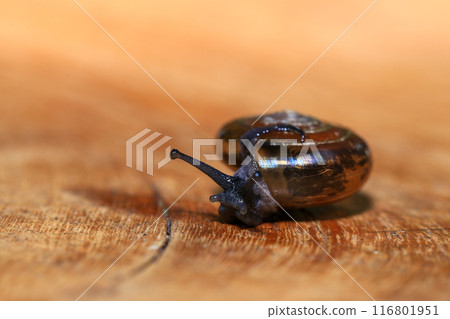 Snail crawling on the wooden floor. Close-up. Shallow depth of field. Snail crawling on the wooden floor. Close-up. Shallow depth of field. 116801951