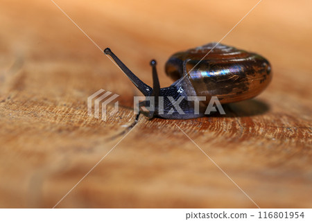 Snail crawling on the wooden floor. Close-up. Shallow depth of field. 116801954