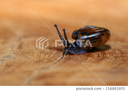 Snail crawling on the wooden floor. Close-up. Shallow depth of field. 116801955
