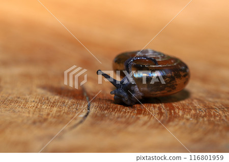 Snail crawling on the wooden floor. Close-up. Shallow depth of field. Snail crawling on the wooden floor. Close-up. Shallow depth of field. 116801959