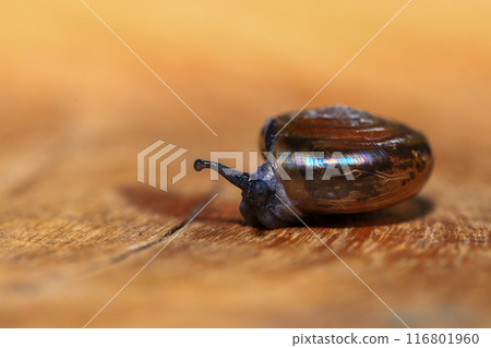Snail crawling on the wooden floor. Close-up. Shallow depth of field. 116801960