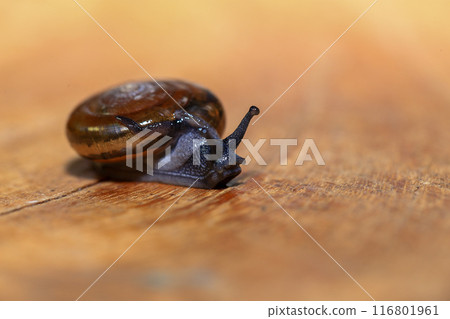 Snail crawling on the wooden floor. Close-up. Shallow depth of field. 116801961