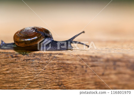 Snail crawling on the wooden floor. Close-up. Shallow depth of field. Snail crawling on the wooden floor. Close-up. Shallow depth of field. 116801970