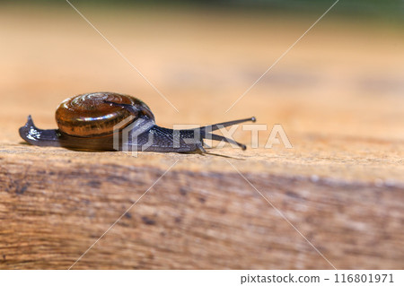 Snail crawling on the wooden floor. Close-up. Shallow depth of field. 116801971