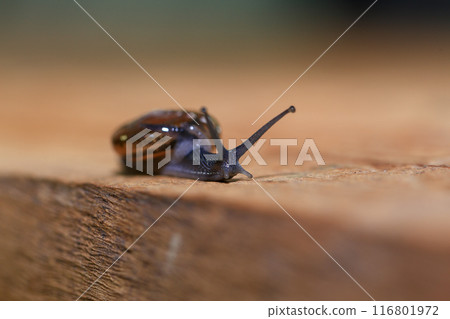 Snail crawling on the wooden floor. Close-up. Shallow depth of field. Snail crawling on the wooden floor. Close-up. Shallow depth of field. 116801972
