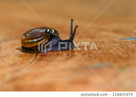 Snail crawling on the wooden floor. Close-up. Shallow depth of field. 116801974