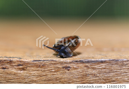 Snail crawling on the wooden floor. Close-up. Shallow depth of field. 116801975