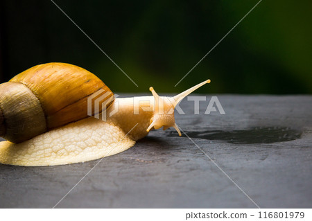Achatina giant macro photo, large domestic tame snail crawling on a black stone. Pets concept 116801979