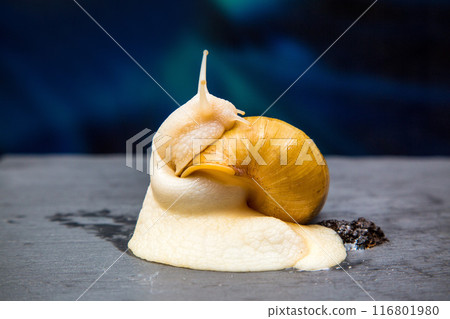 Achatina giant macro photo, large domestic tame snail crawling on a black stone. Pets concept Achatina giant macro photo, large domestic tame snail crawling on a black stone. Pets concept 116801980