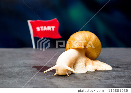 A large domestic snail next to the sports flag Start, the concept of speed and quickness in sports competitions 116801986
