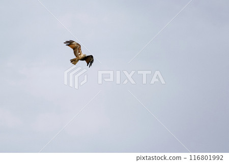 Red eagle fly on the sky in nature at thailand 116801992