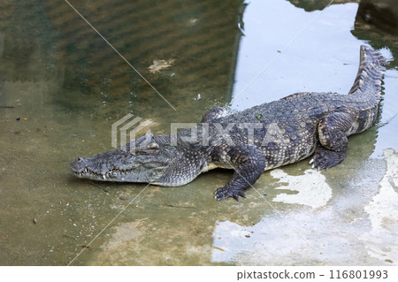 The salt crocodile swimming on the river near canal 116801993