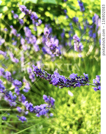 Lavender in the sun 116802083