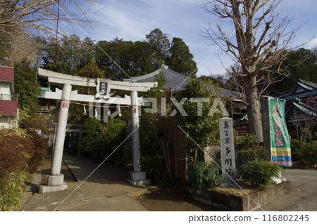 Plum blossoms in spring in Ofuna, Kamakura 116802245