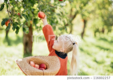 Child picking apples on farm in autumn. Little girl playing in tree orchard. Healthy nutrition. Cute little girl eating red delicious fruit. Harvest Concept. Apple picking. 116802257