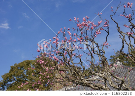 Plum blossoms in spring in Ofuna, Kamakura 116802258