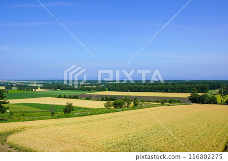 Golden wheat fields, blue sky and sea (Shari Town) Golden wheat fields, blue sky and sea (Shari Town) 116802275