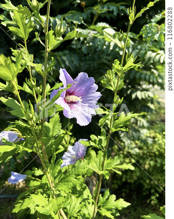 Pink color of muggage 116802288