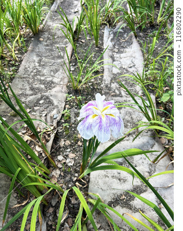 Iris blooming in the park 116802290