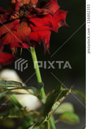Homemade oat cookies with raisins and cranberries 116802355