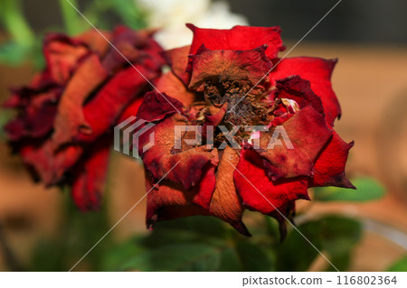 Homemade oat cookies with raisins and cranberries 116802364