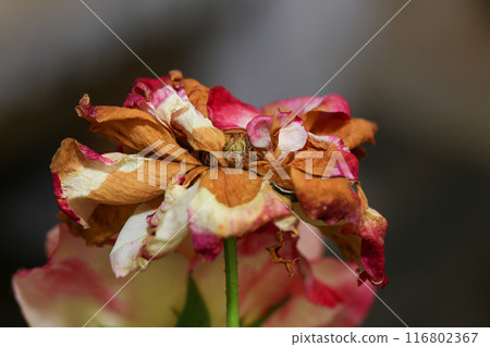 Homemade oat cookies with raisins and cranberries 116802367