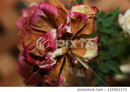 Homemade oat cookies with raisins and cranberries Homemade oat cookies with raisins and cranberries 116802373