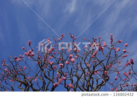 Plum blossoms in spring in Ofuna, Kamakura Plum blossoms in spring in Ofuna, Kamakura 116802432