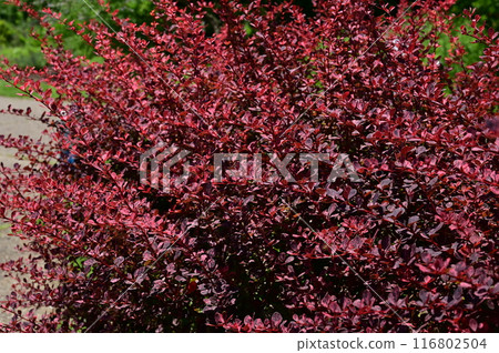 小蘗玫瑰爪庭園樹(小蘗科) 小蘗玫瑰爪庭園樹(小蘗科) 116802504