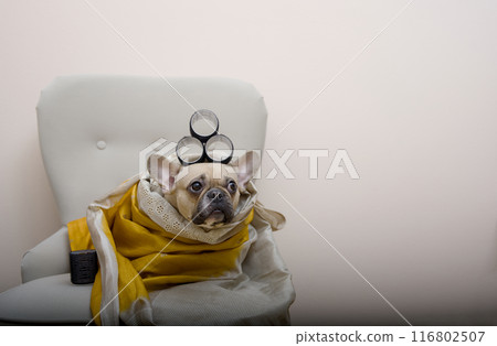 An adorable bulldog dog with curls on his head, wrapped in a shawl, waits in an armchair to complete his image. 116802507