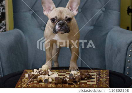 A bulldog dog stands over a chess board with white and black chess pieces arranged on it and stares aggressively. 116802508