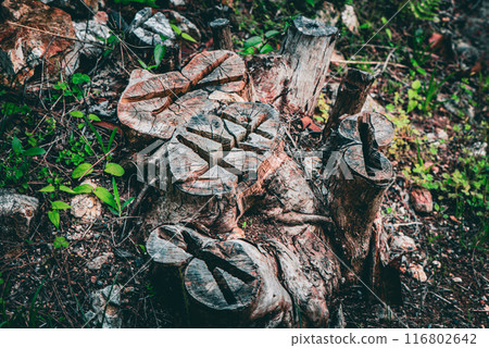 Big stump Big stump 116802642