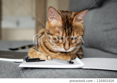 Bengal cat on the sofa with an open notebook or notepad. Bengal cat on the sofa with an open notebook or notepad. 116802826