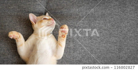 Cute Burmese kitten lies on the sofa. Cute Burmese kitten lies on the sofa. 116802827