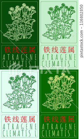 Set of vector drawing ATRAGENE in Chinese in various colors. Hand drawn illustration. Latin name is CLEMATIS L Set of vector drawing ATRAGENE in Chinese in various colors. Hand drawn illustration. Latin name is CLEMATIS L 116802850