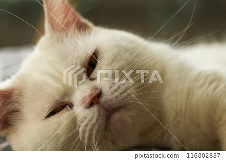 Cute cat sleeping on a chair in the garden. Selective focus. Cute cat sleeping on a chair in the garden. Selective focus. 116802887
