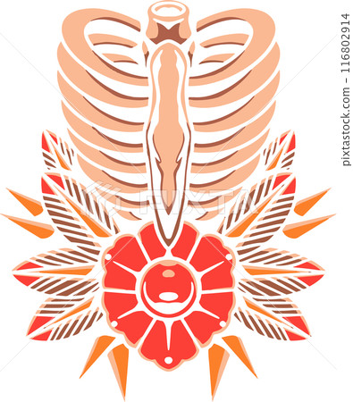 Human RIB Human RIB 116802914